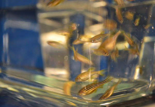 photo of zebrafishes in a small tank